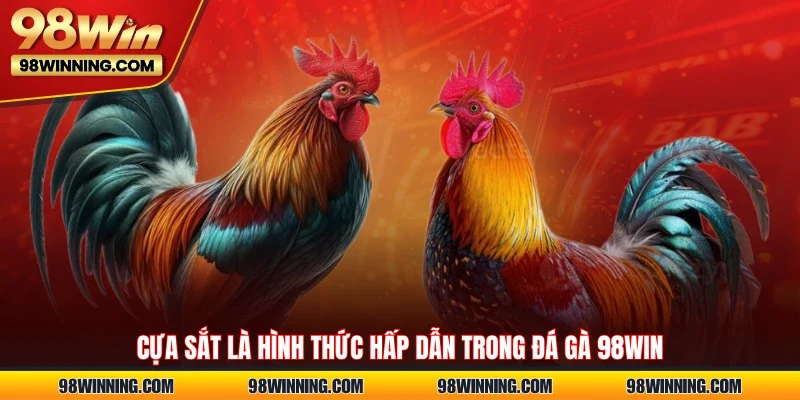 Cựa sắt là hình thức hấp dẫn trong Đá gà 98WIN