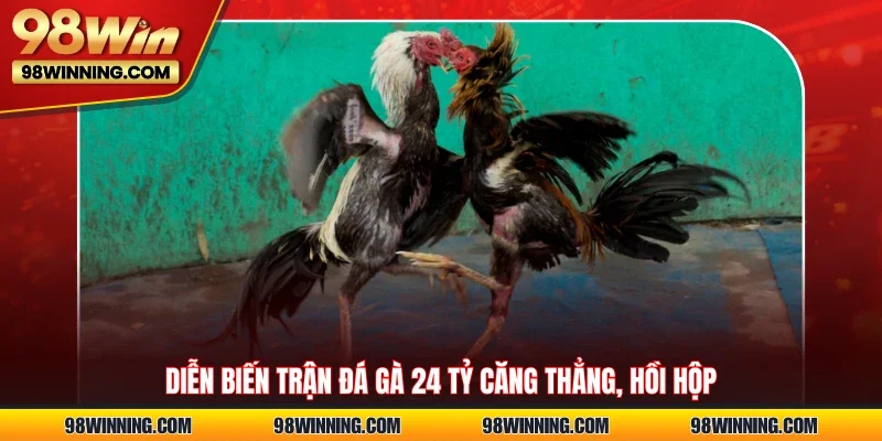 Diễn biến trận đá gà 24 tỷ căng thẳng, hồi hộp