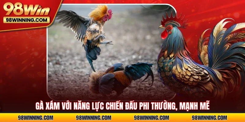 Gà xám với năng lực chiến đấu phi thường, mạnh mẽ